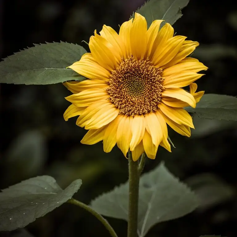 flower, sunflower, flower wallpaper-4476373.jpg