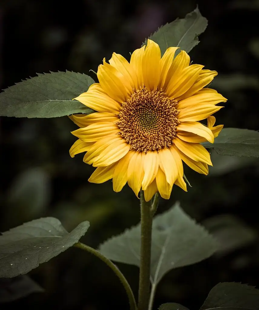 flower, sunflower, flower wallpaper-4476373.jpg