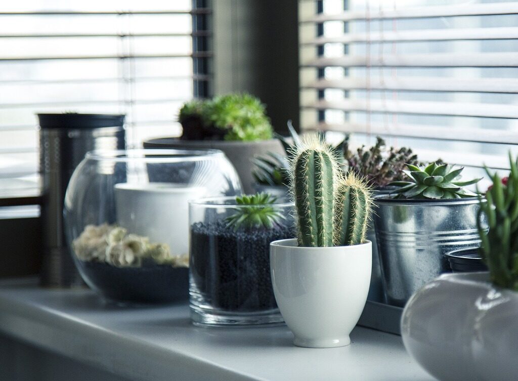 pots, plants, cactus-716579.jpg